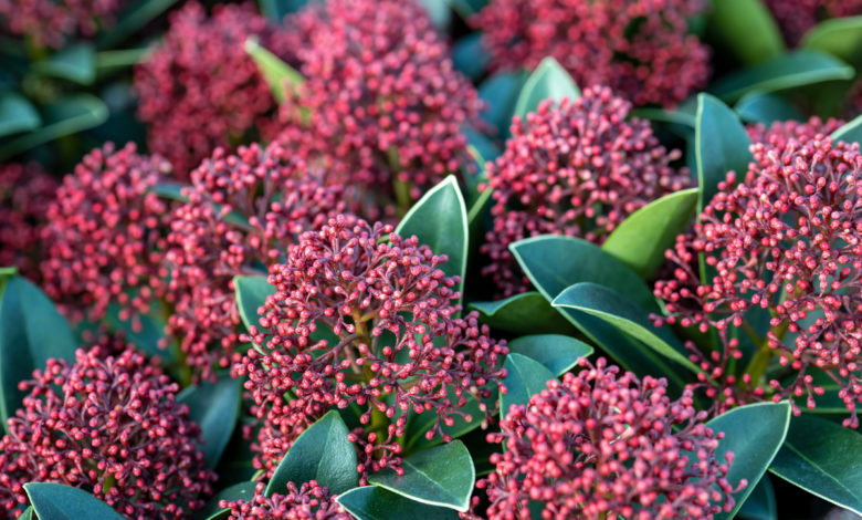 skimmia