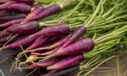 Tutto sulle carote viola, origini, storia ed effetti benefici sulla salute