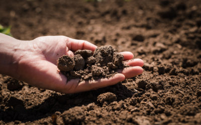Quali sono i diversi tipi di terreno e a quali piante o coltivazioni si prestano?