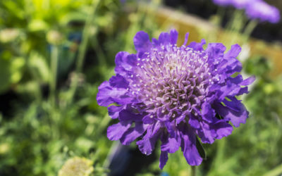 Scabiosa: proprietà, storia e coltivazione di una pianta ornamentale nota anche come vedovella