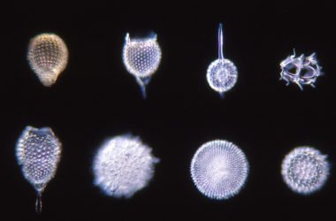 Il sorprendente mondo delle diatomee, microalghe che sembrano un’opera d’arte