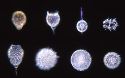 Il sorprendente mondo delle diatomee, microalghe che sembrano un’opera d’arte