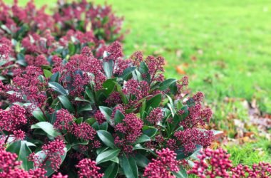 Skimmia: tutto su questa pianta esotica e…. velenosa!