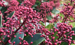Skimmia: tutto su questa pianta esotica e…. velenosa!