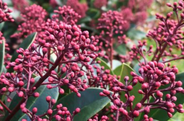 Skimmia: tutto su questa pianta esotica e…. velenosa!