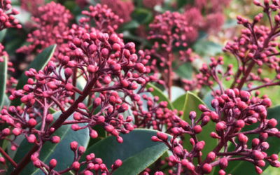 Skimmia: tutto su questa pianta esotica e…. velenosa!