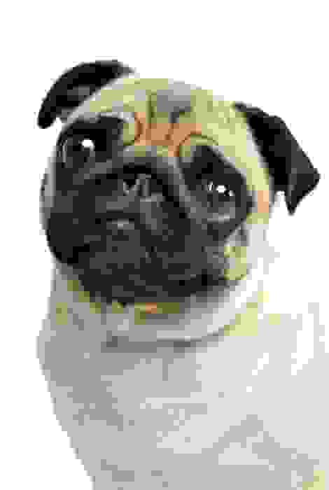 cane carlino