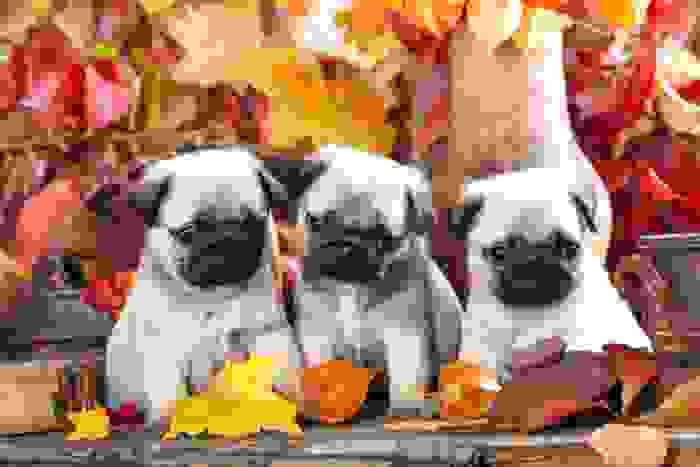 cane carlino