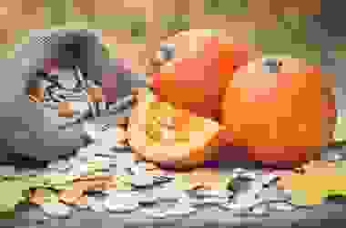 Tutto sui semi di zucca: un alimento non solo commestibile, ma anche prezioso per la nostra salute