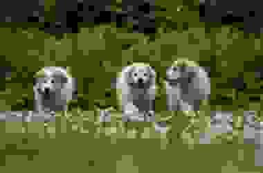 Tutto sul cane da pastore dei Pirenei o Berger des Pyrenées, uno dei cani da pastore più amati