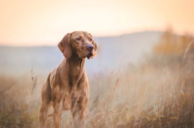 Tutto sul bracco ungherese, un cane dolcissimo da conoscere meglio