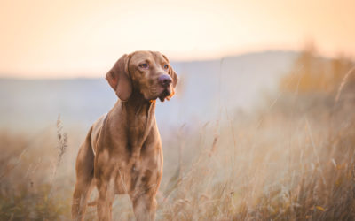 Tutto sul bracco ungherese, un cane dolcissimo da conoscere meglio