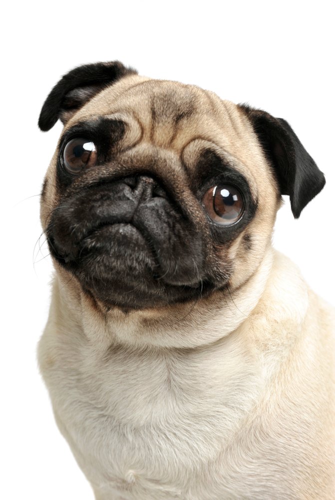 Carlino (razza di cane) carattere, allevamento e prezzo