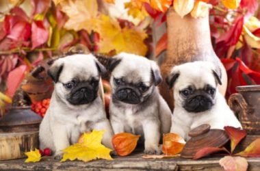 Le cose da sapere sul cane Carlino, un cane di piccola taglia molto amato sin dall’antichità