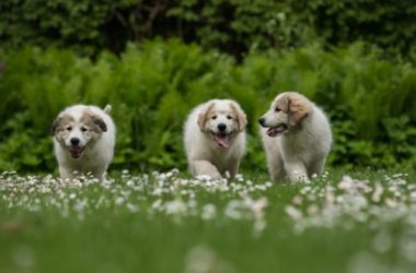 Tutto sul cane da pastore dei Pirenei o Berger des Pyrenées, uno dei cani da pastore più amati