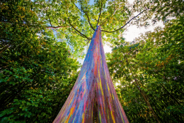 I 5 alberi più strani al mondo: forme, colori e storie incredibili