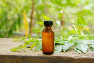 Olio di Karanja: differenze e affinità con l’olio di neem