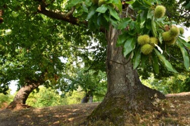 Scopriamo il castagno, un grande albero imponente e longevo, molto usato per i suoi frutti