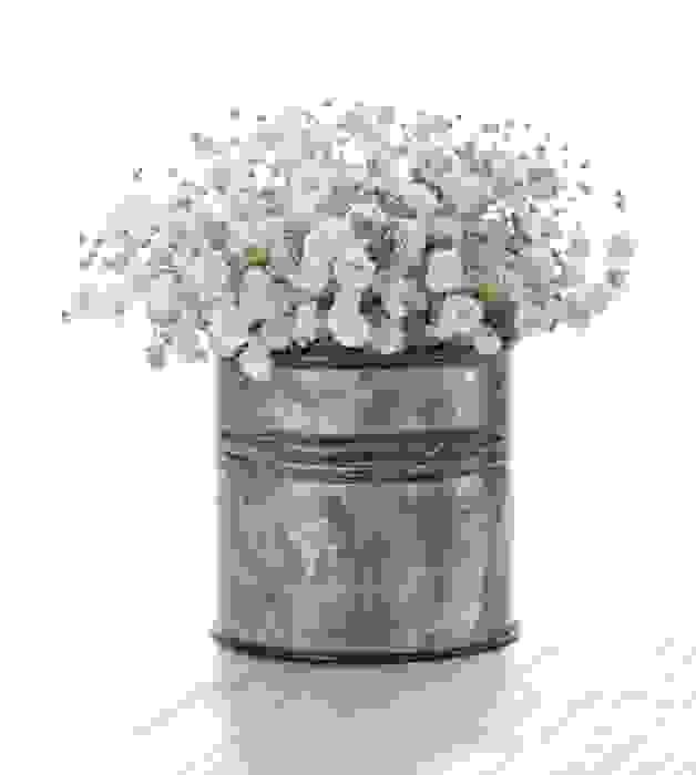 gypsophila
