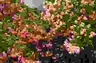 La magia di una siepe di oleandro, pianta ornamentale dai bellissimi fiori