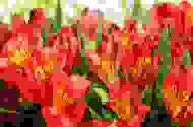 Scoprite tutto sull’alstroemeria e sui suoi fantastici fiori simili al giglio