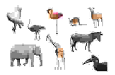 Animali erbivori: quali sono… impariamo a conoscerli