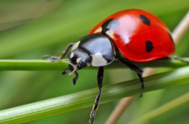 Insetti: tutto quello che c’è da sapere su questi piccoli animaletti