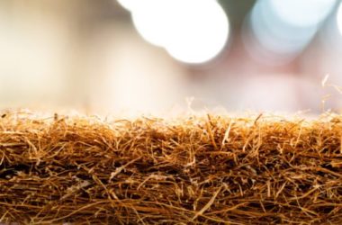 Fibra di cocco: dalla noce di cocco, una fibra vegetale per eco-tessuti e non solo