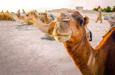 Ecco il cammello, l’animale con le gobbe dalle incredibili virtù