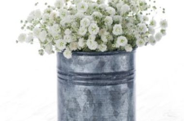 I segreti della Gypsophila, la pianta nota anche come Fiore nella nebbia o Velo da sposa