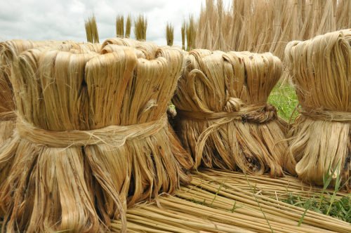 Scopriamo la iuta, una fibra vegetale usata per confezionare i sacchi, economica ed ecosostenibile