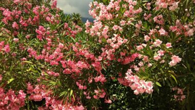 La magia di una siepe di oleandro, pianta ornamentale dai bellissimi fiori