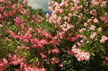 La magia di una siepe di oleandro, pianta ornamentale dai bellissimi fiori