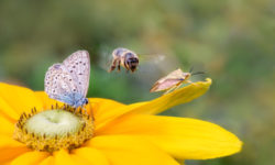 Insetti: tutto quello che c’è da sapere su questi piccoli animaletti