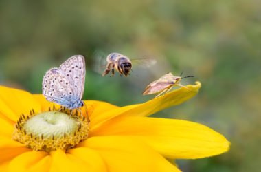 Insetti: tutto quello che c’è da sapere su questi piccoli animaletti