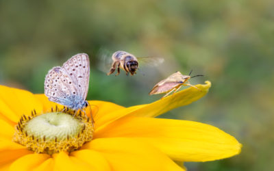 Insetti: tutto quello che c’è da sapere su questi piccoli animaletti