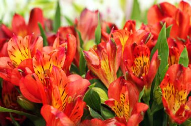 Scoprite tutto sull’alstroemeria e sui suoi fantastici fiori simili al giglio