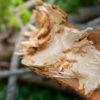 Tutto sulla fibra di legno, un isolante termico naturale davvero formidabile