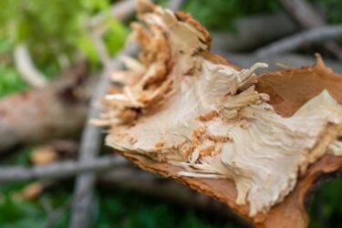 Tutto sulla fibra di legno, un isolante termico naturale davvero formidabile