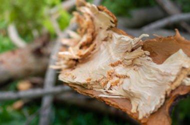 Tutto sulla fibra di legno, un isolante termico naturale davvero formidabile