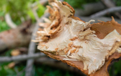 Tutto sulla fibra di legno, un isolante termico naturale davvero formidabile