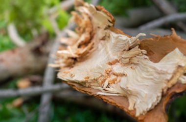 Tutto sulla fibra di legno, un isolante termico naturale davvero formidabile