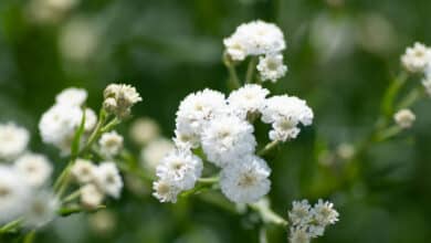 Gypsophila