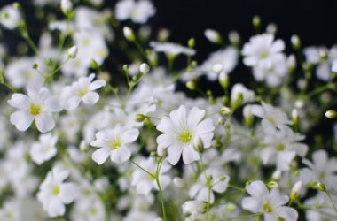 I segreti della Gypsophila, la pianta nota anche come Fiore nella nebbia o Velo da sposa