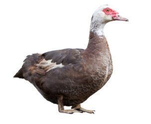 Tutto sull’anatra, come vive e di cosa si nutre, quali razze e quali abitudini