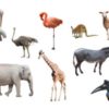 Animali erbivori: quali sono… impariamo a conoscerli