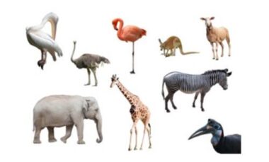 Animali erbivori: quali sono… impariamo a conoscerli