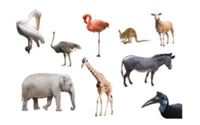 Animali erbivori: quali sono… impariamo a conoscerli