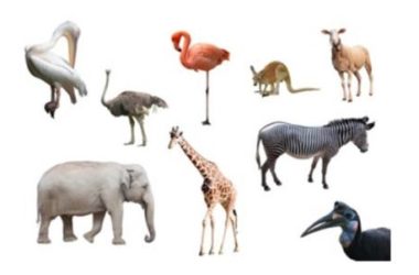 Animali erbivori: quali sono… impariamo a conoscerli