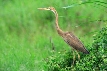 Airone: conosciamo l’affascinante trampoliere delle paludi